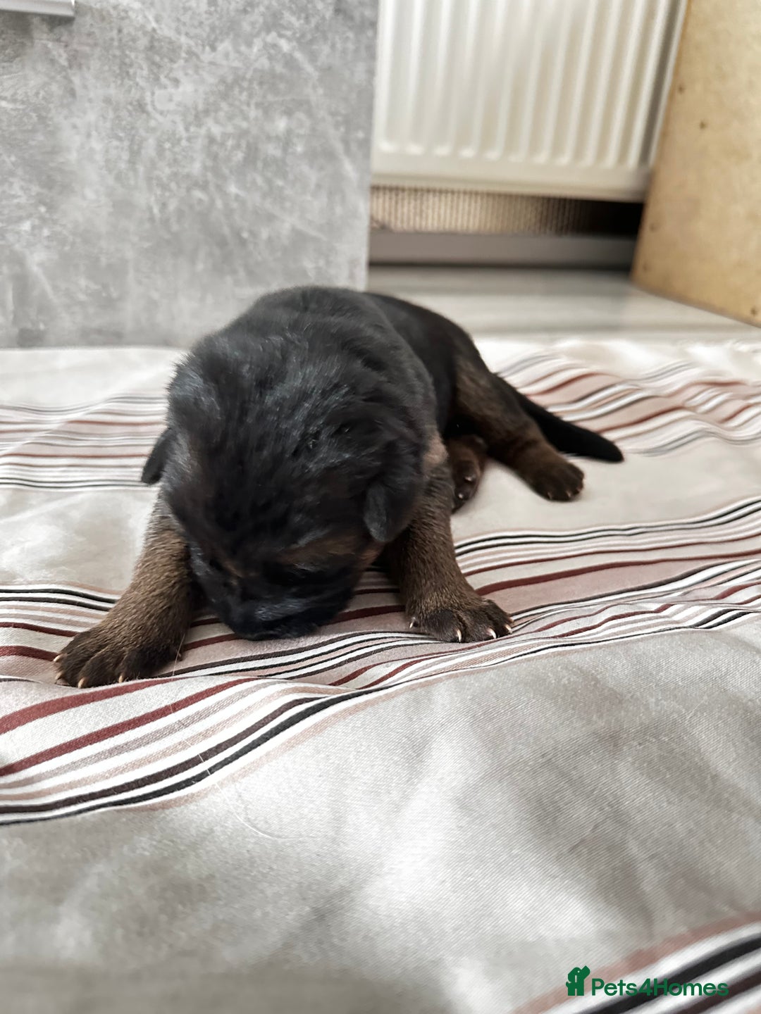 German Shepherd dogs for sale: KC German Shepherd puppies - Image 8