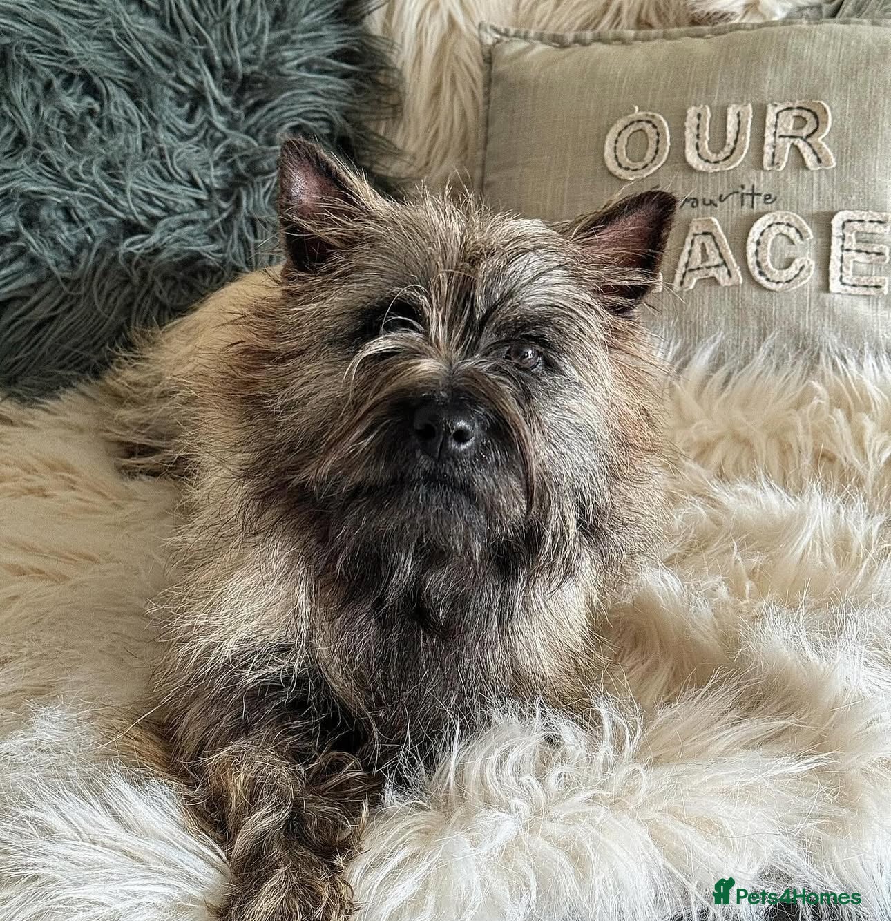 Cairn Terrier dogs KC registered Male pups off health tested parents  - Advert 1