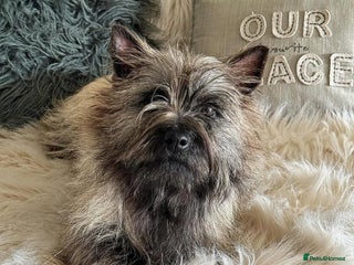 Cairn Terrier dogs KC registered Male pups off health tested parents - Advert 1