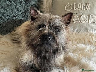 Cairn Terrier dogs KC registered Male pups off health tested parents - Advert 1