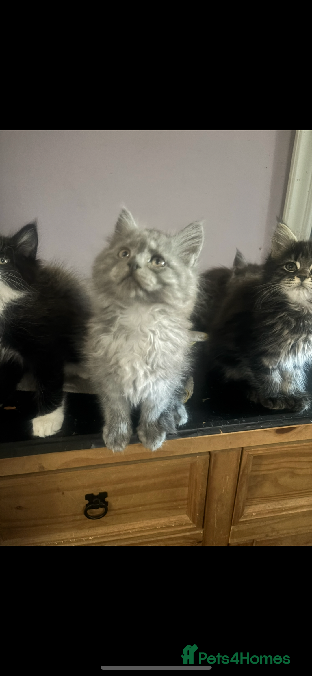 Maine Coon cats for sale: TICA Active Male Maine Coon available  - Advert 7