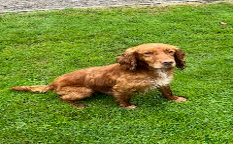 Cocker Spaniel dogs - Advert 1