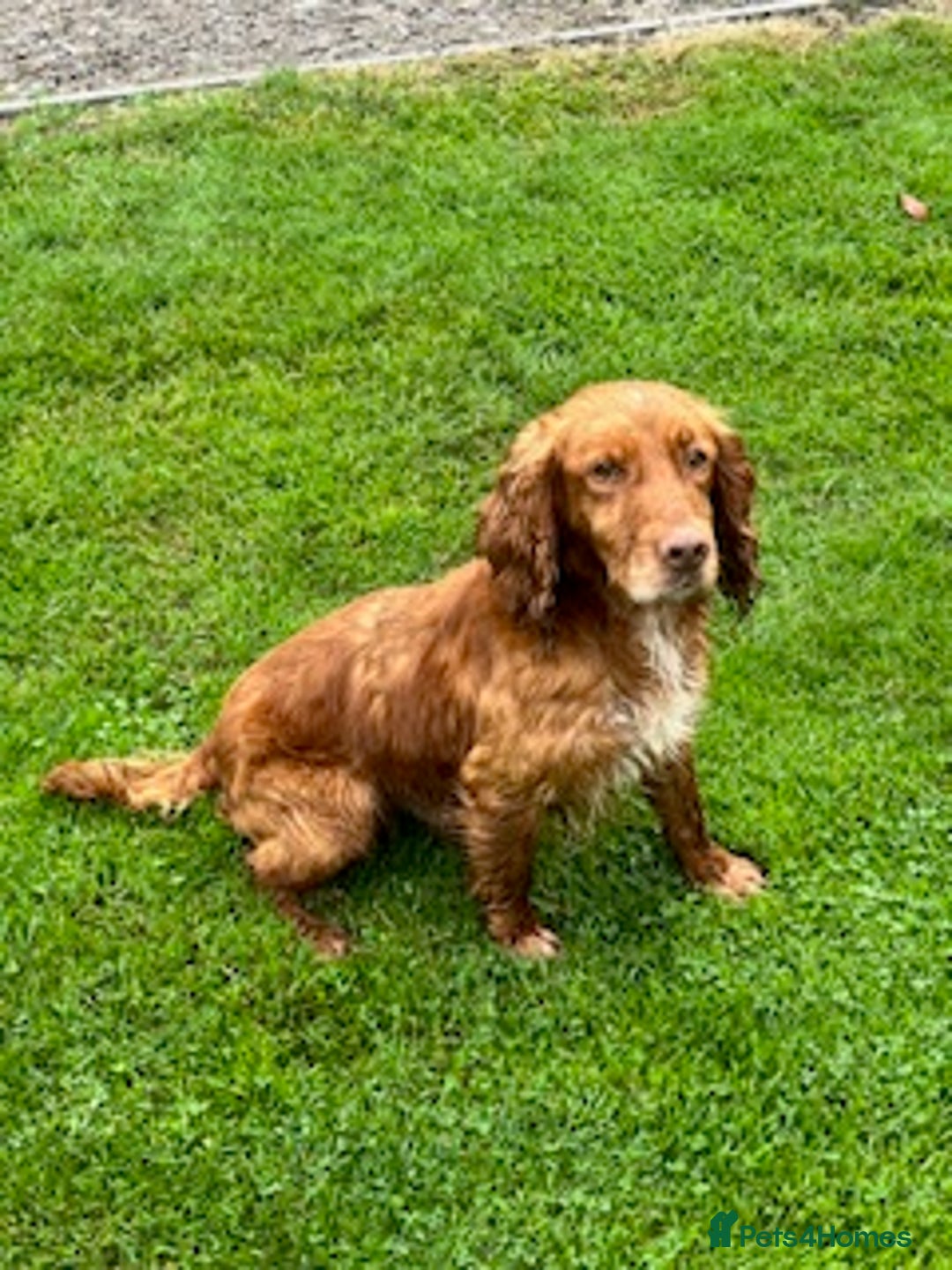 Cocker Spaniel dogs for stud: KC Registered Red Cocker dog available at Stud - Image 1