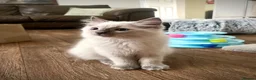 Ragdoll cats for sale: GCCF Registered Ragdoll Kittens  - Advert 3
