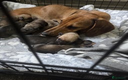 Mixed Breed dogs for sale: dachshund  x pug puppy's  - Image 10