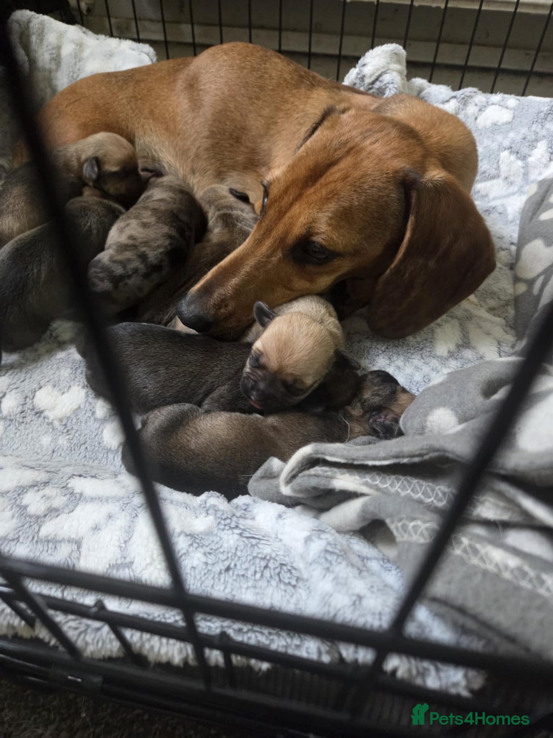 Mixed Breed dogs for sale: dachshund  x pug puppy's  - Image 10