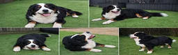 Bernese Mountain Dog dogs for stud: Bernese Mountain Dog stud service available - Advert 9