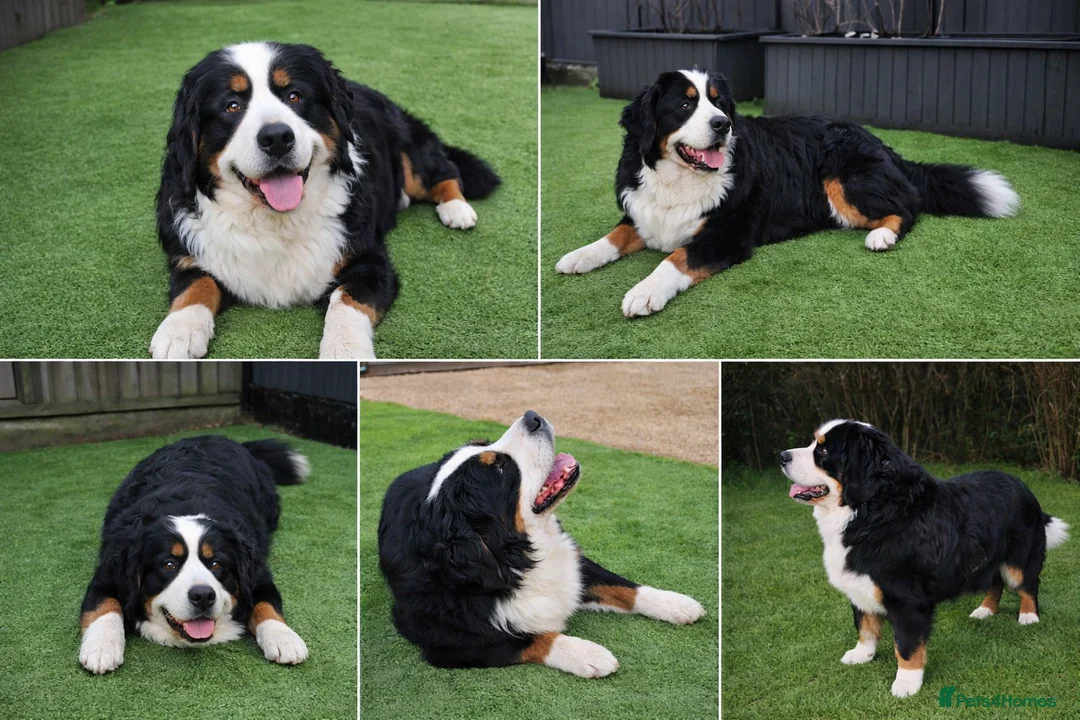 Bernese Mountain Dog dogs for stud: Bernese Mountain Dog stud service available - Advert 9