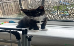 Domestic Shorthair cats for sale: Black and white female kitten for sale  - Advert 4