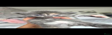 Mixed Breed 2