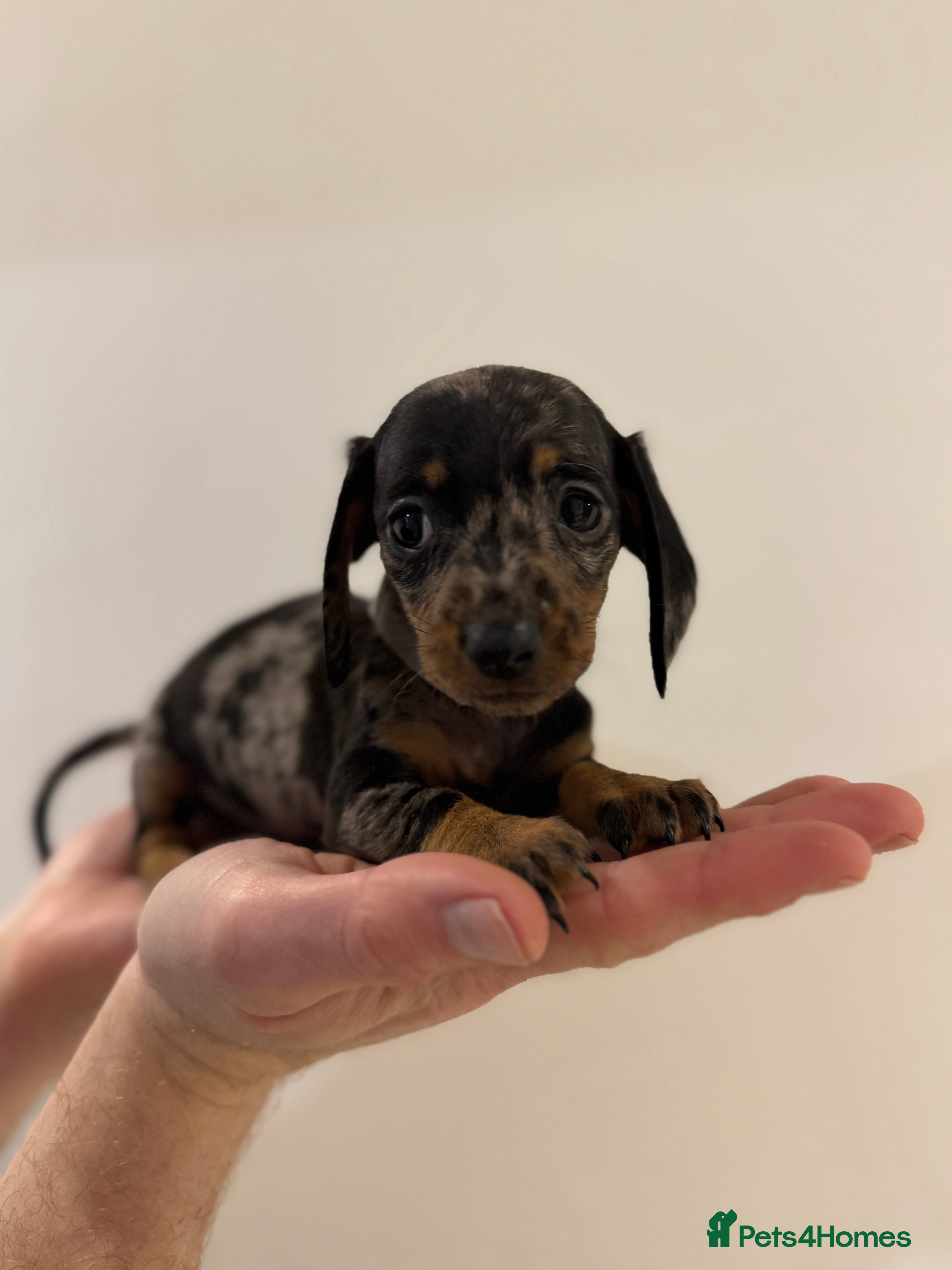 Miniature Dachshund dogs KC registered miniature dachshunds - Advert 2