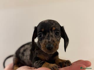 Miniature Dachshund dogs KC registered miniature dachshunds - Advert 14
