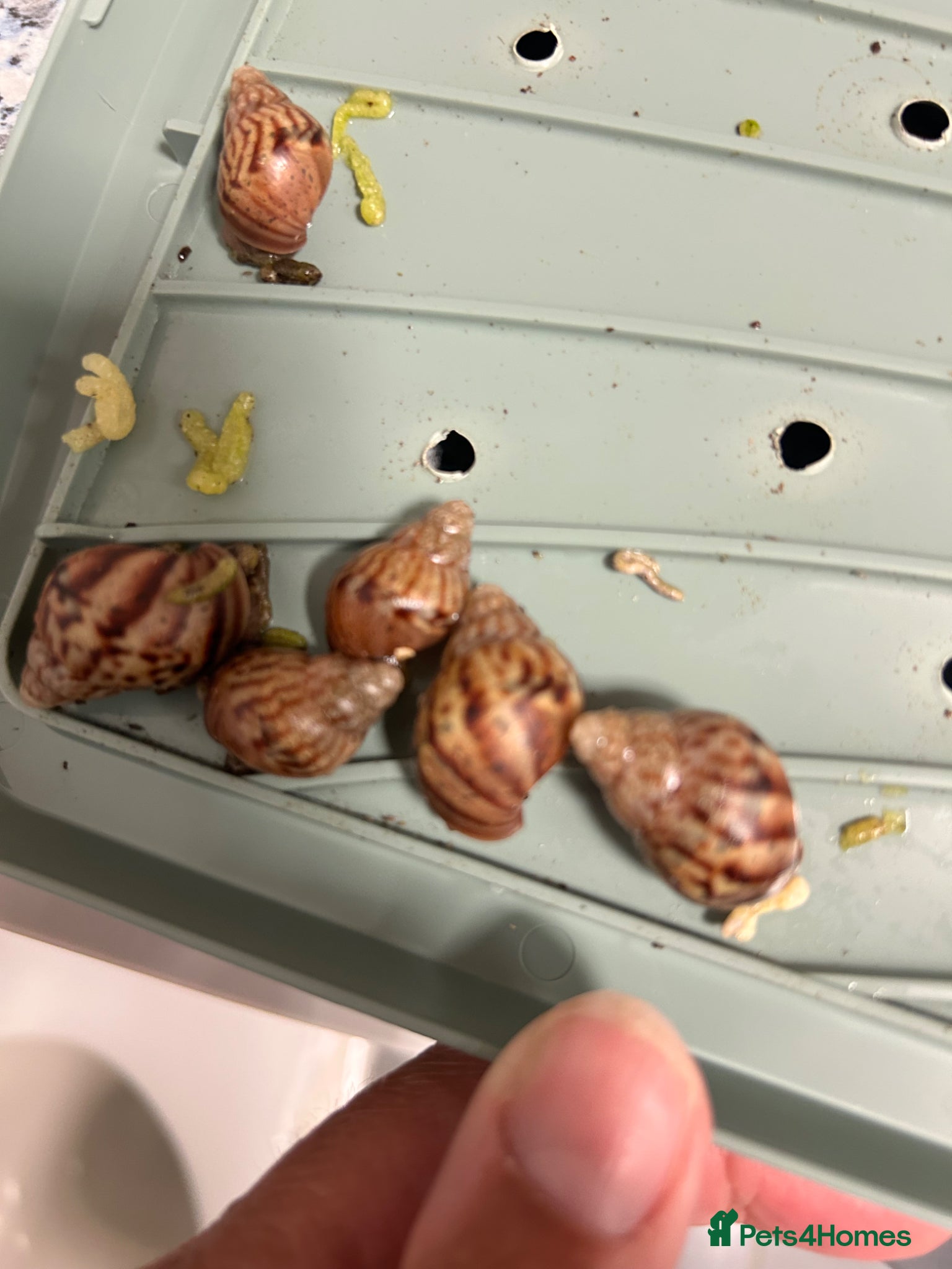 Snails invertebrates Giant African land snails babies  - Advert 1
