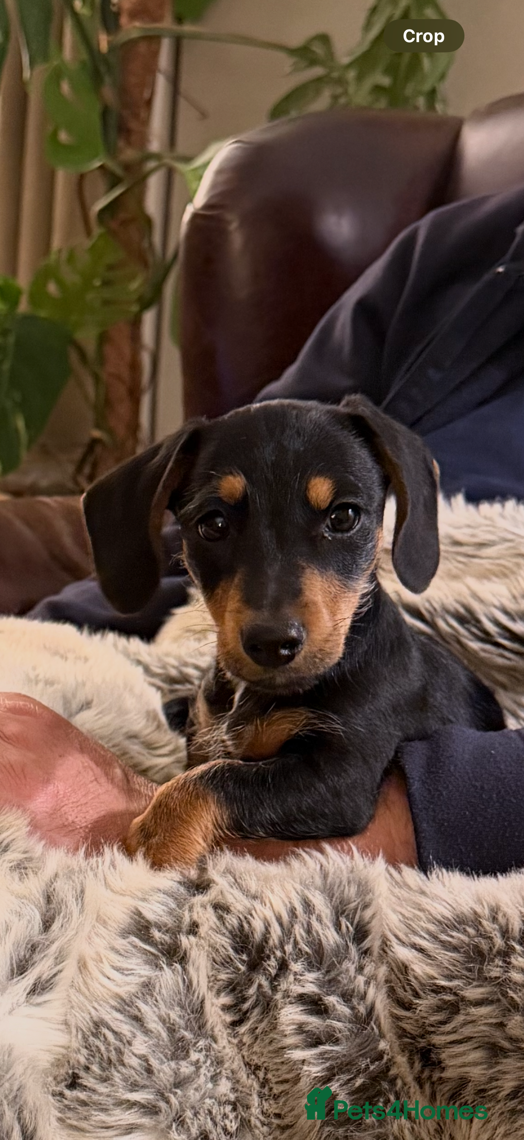 Mixed Breed dogs for sale: Gorgeous Mini Dachshund x Jack Russel puppy - Image 1