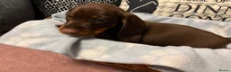 Dachshund dogs for sale: Isabella & Tan and chocolate Miniture Dachshund  in Dorchester - Advert 10