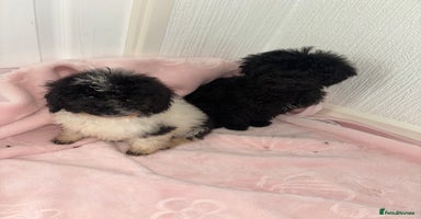 Cavapoo dogs Cavapoo puppies for sale  - Advert 1