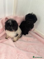 Cavapoo dogs Cavapoo puppies for sale - Advert 6