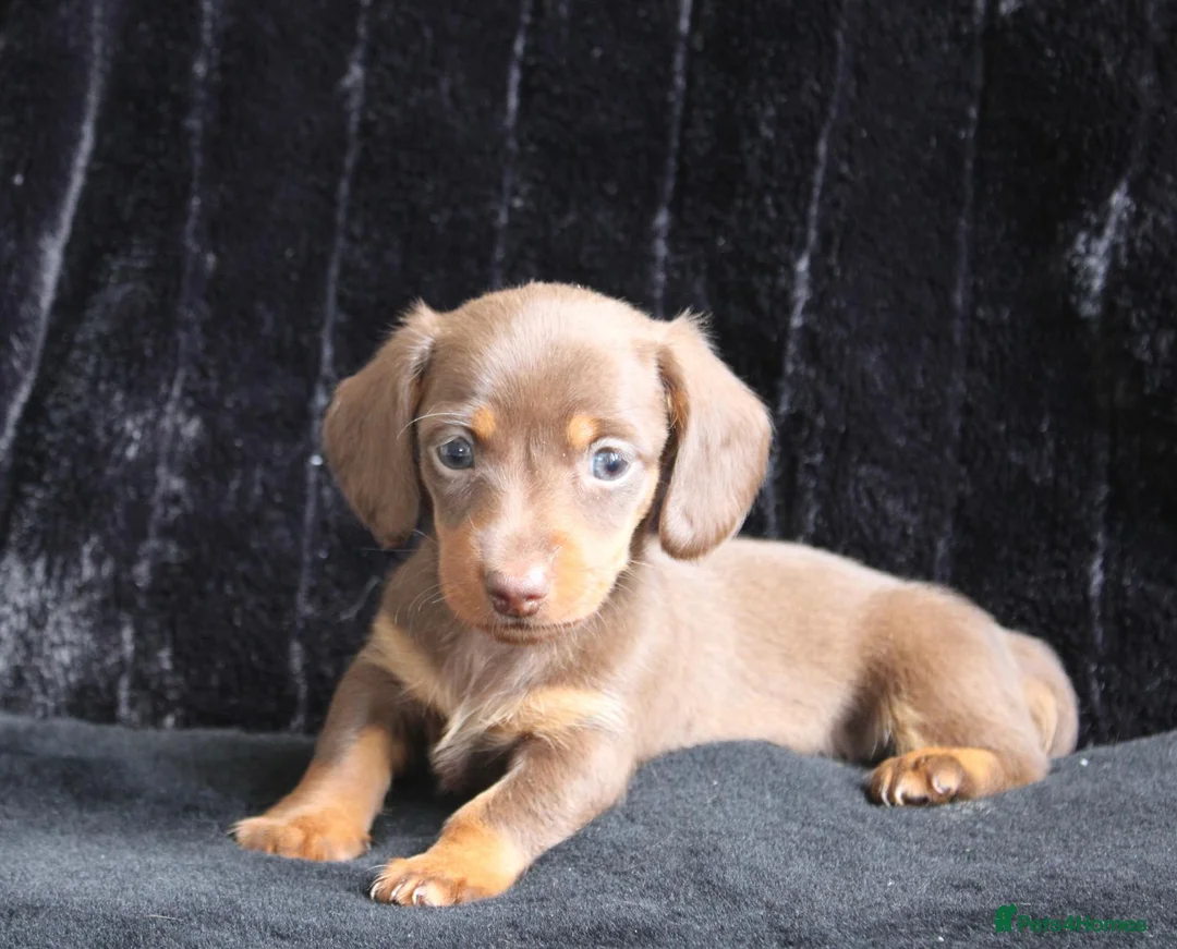 Miniature Dachshund dogs for sale: Extensively health tested mini dachshund puppies. - Advert 5