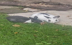 Dutch rabbits for sale: Rex and Dutch Rabbits  - Image 2