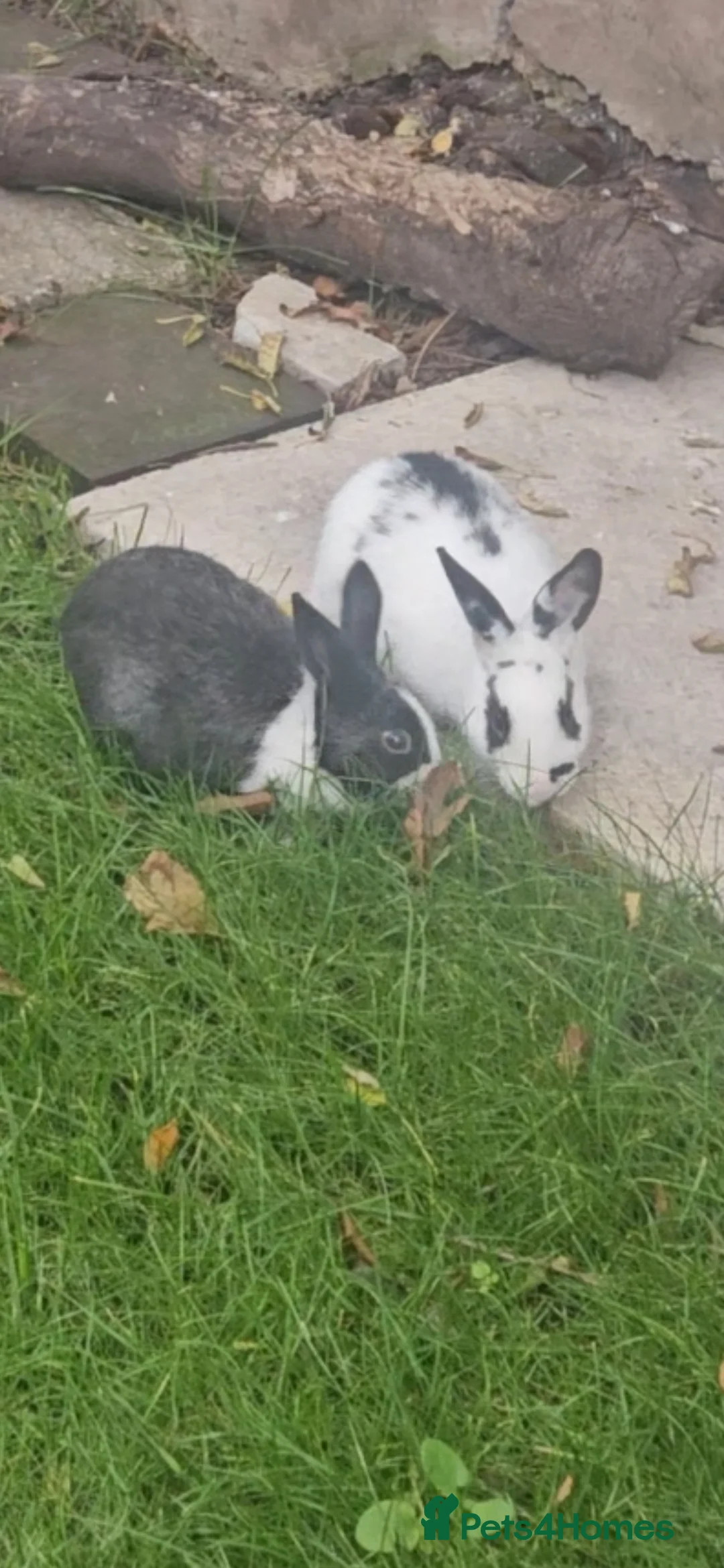 Dutch rabbits for sale: Rex and Dutch Rabbits  - Advert 2