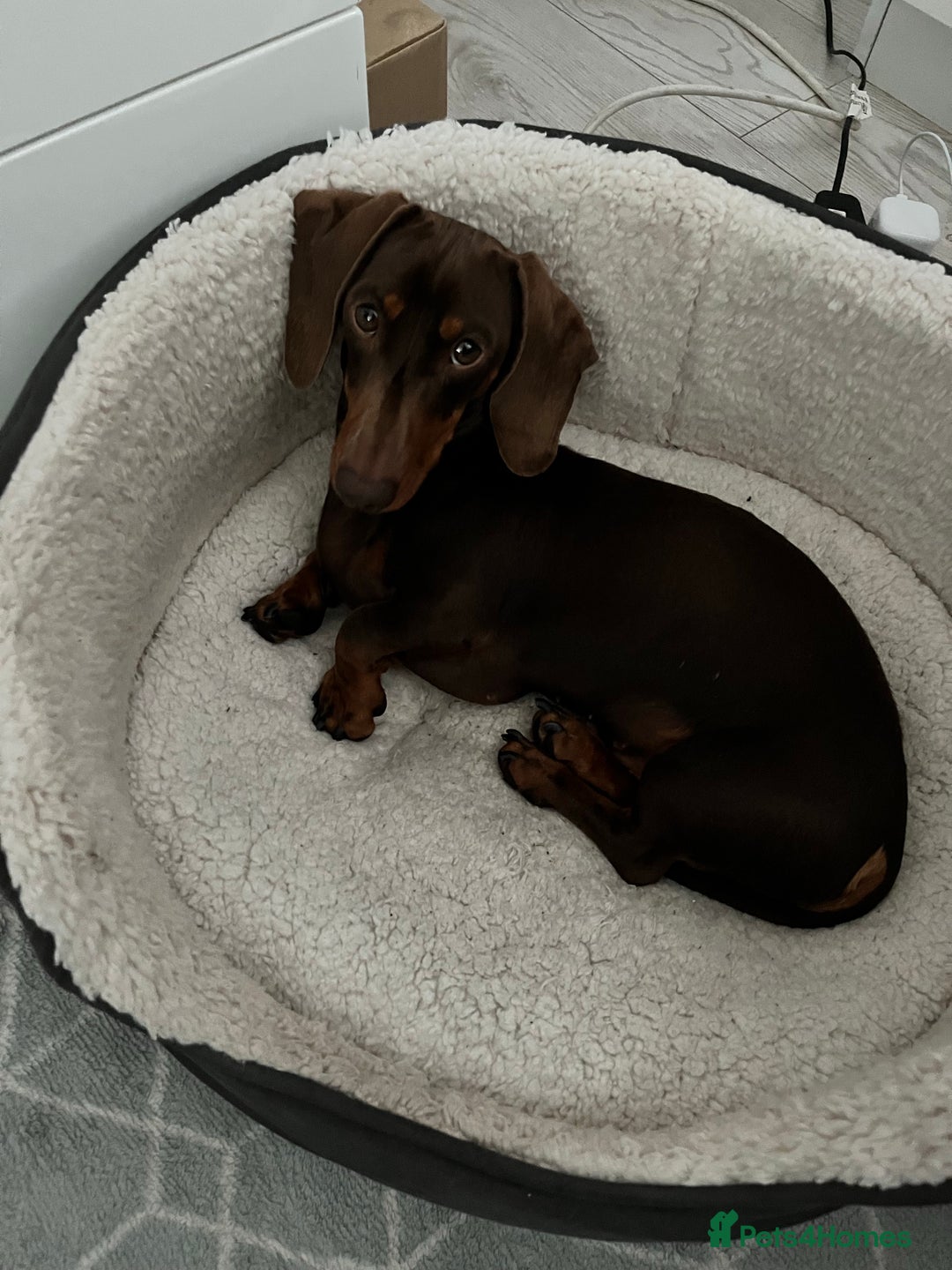 Dachshund dogs for stud: FOR STUD PROVEN kc reg Choc & tan mini dachshund in Sunderland - Advert 5