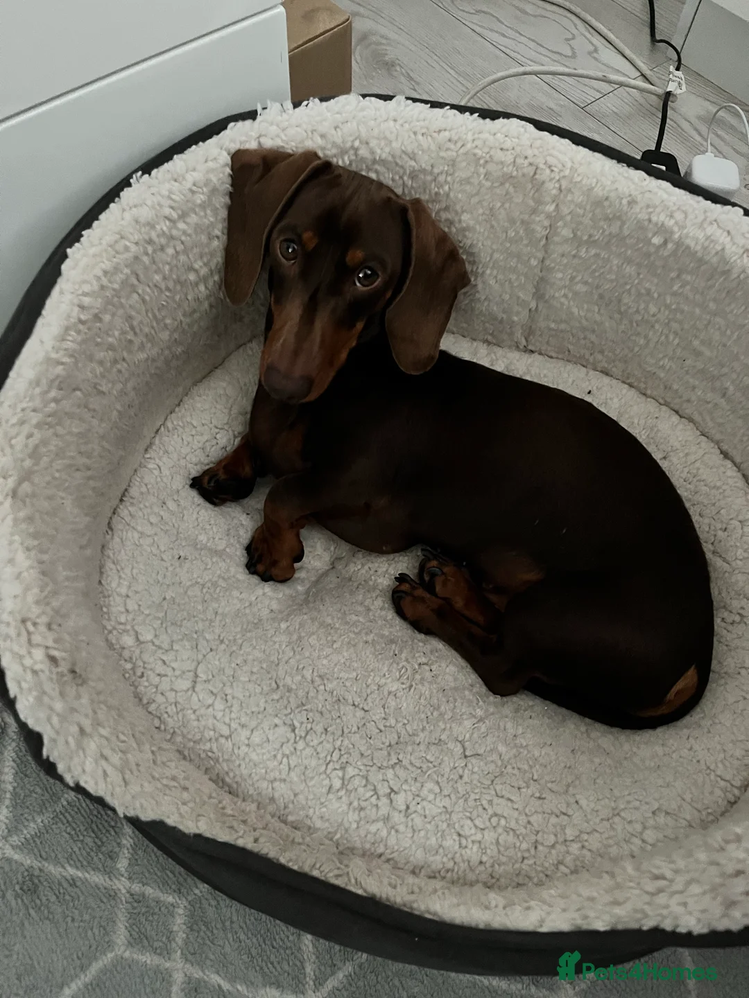 Dachshund dogs for stud: FOR STUD PROVEN kc reg Choc & tan mini dachshund in Sunderland - Advert 5