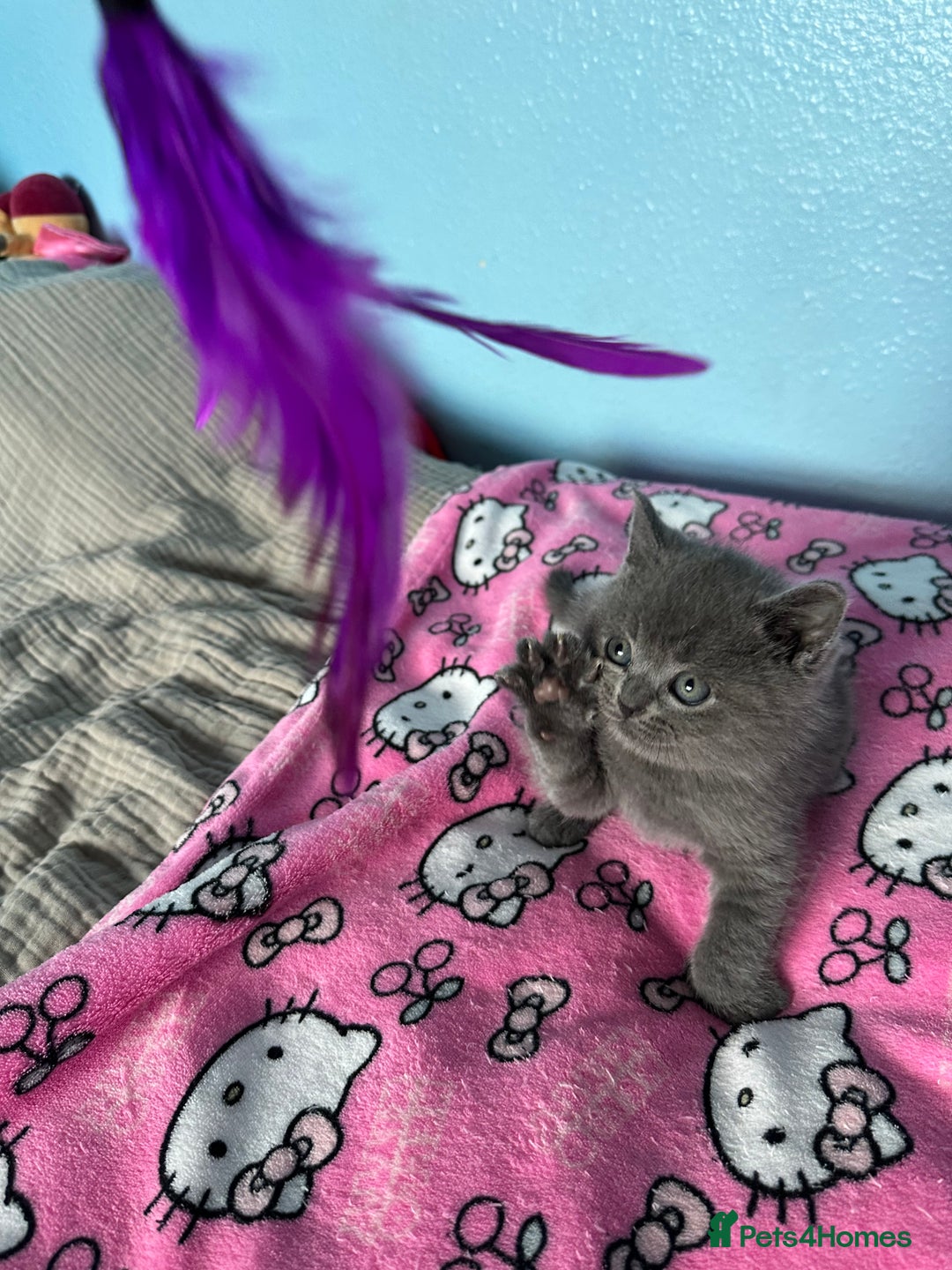 British Shorthair cats for sale: British short hair kittens - Advert 20