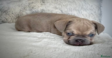 French Bulldog dogs - Advert 6