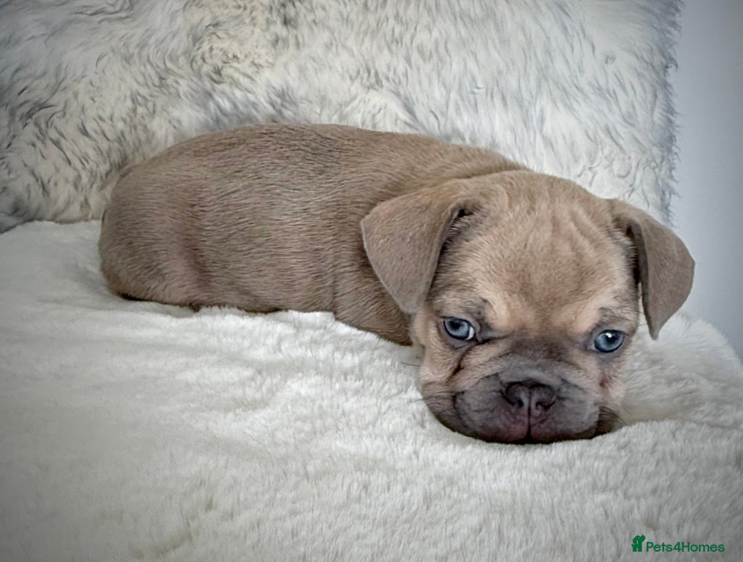French Bulldog dogs for sale: French Bulldog gorgeous puppies - Image 5