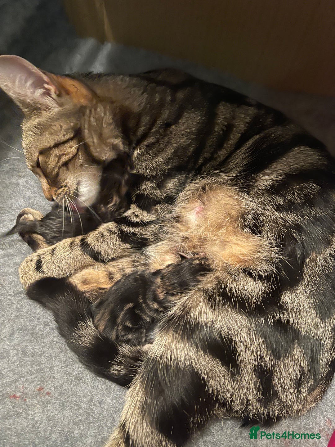 Mixed Breed cats for sale: Gorgeous tabby kittens - Advert 4