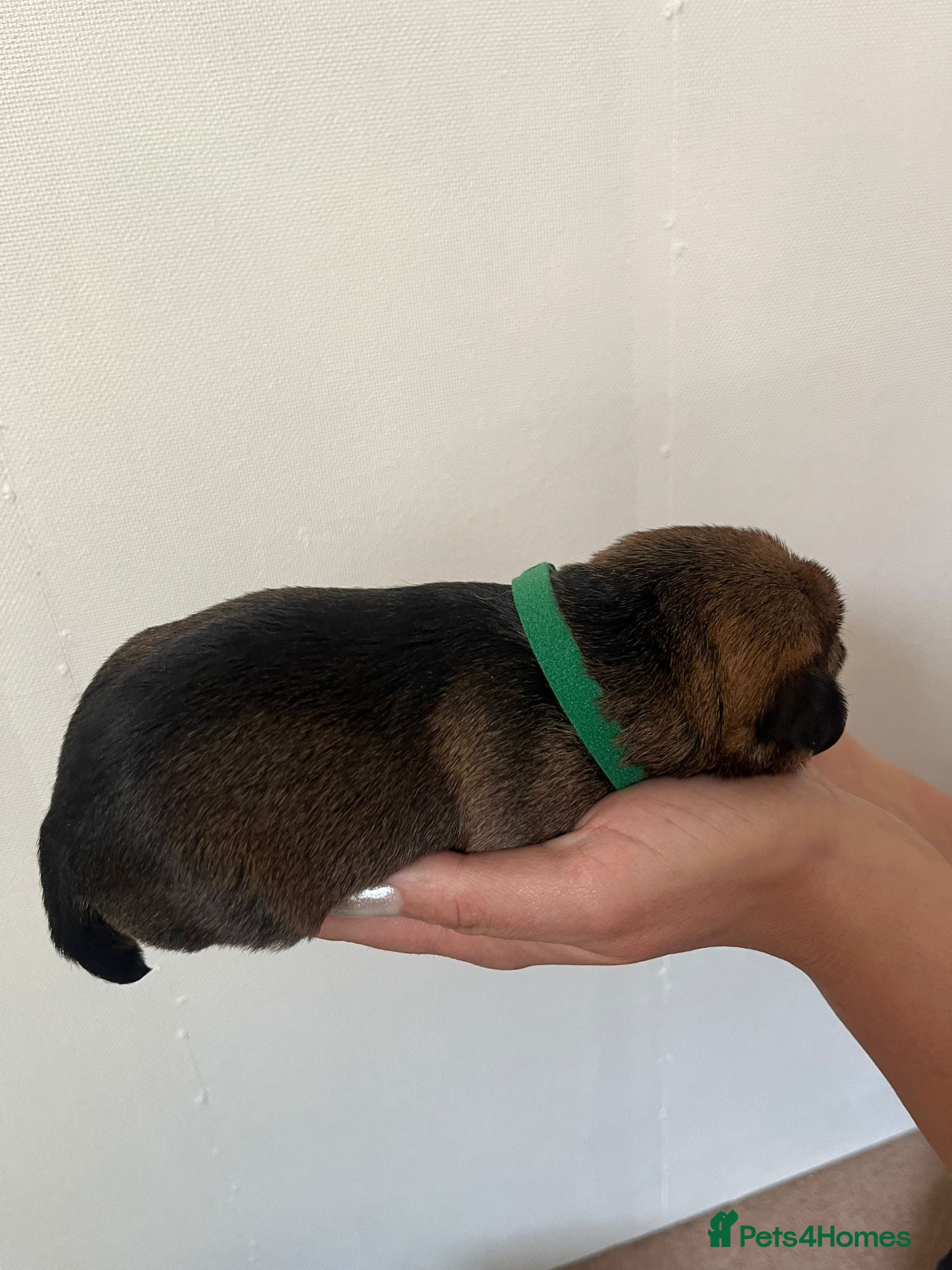 Border Terrier dogs for sale: Pedigree Border Terrier Puppies - Advert 18