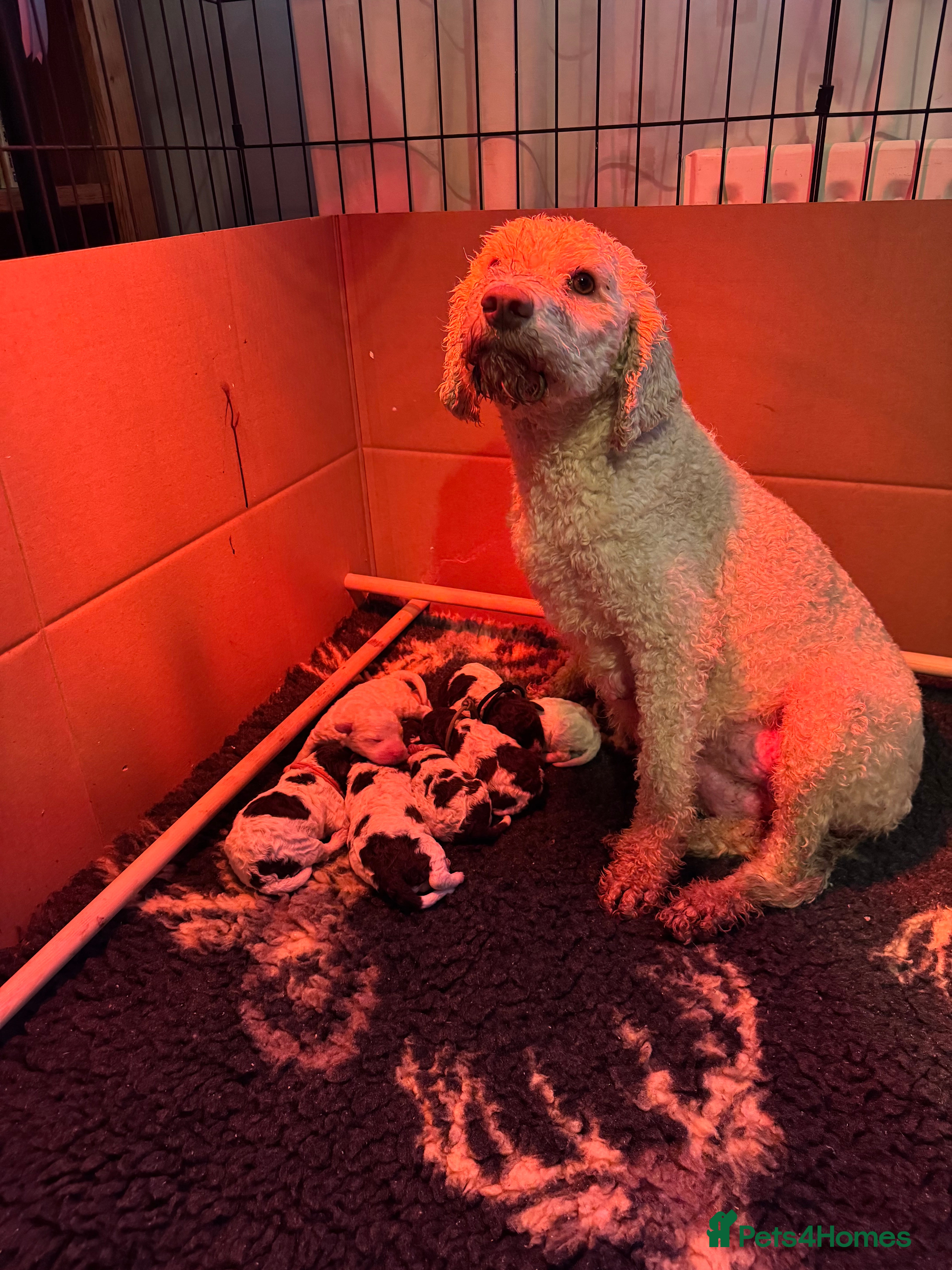 Lagotto Romagnolo dogs Quality litter  - Advert 3