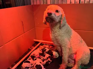 Lagotto Romagnolo dogs Quality litter - Advert 1
