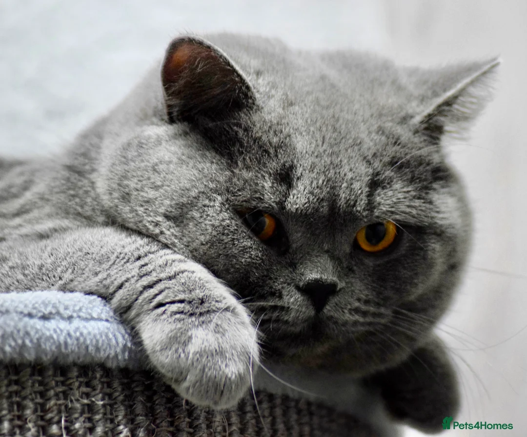 British Shorthair cats for stud: Amazing blue BSH in Corby - Advert 2