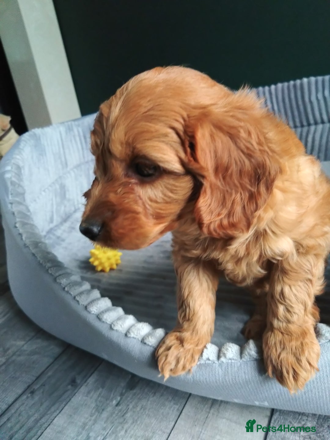 Cockapoo dogs for sale: F1B Cockapoos puppies - Image 13
