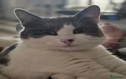 British Shorthair cats for sale: Male kitten Thunder  - Image 4