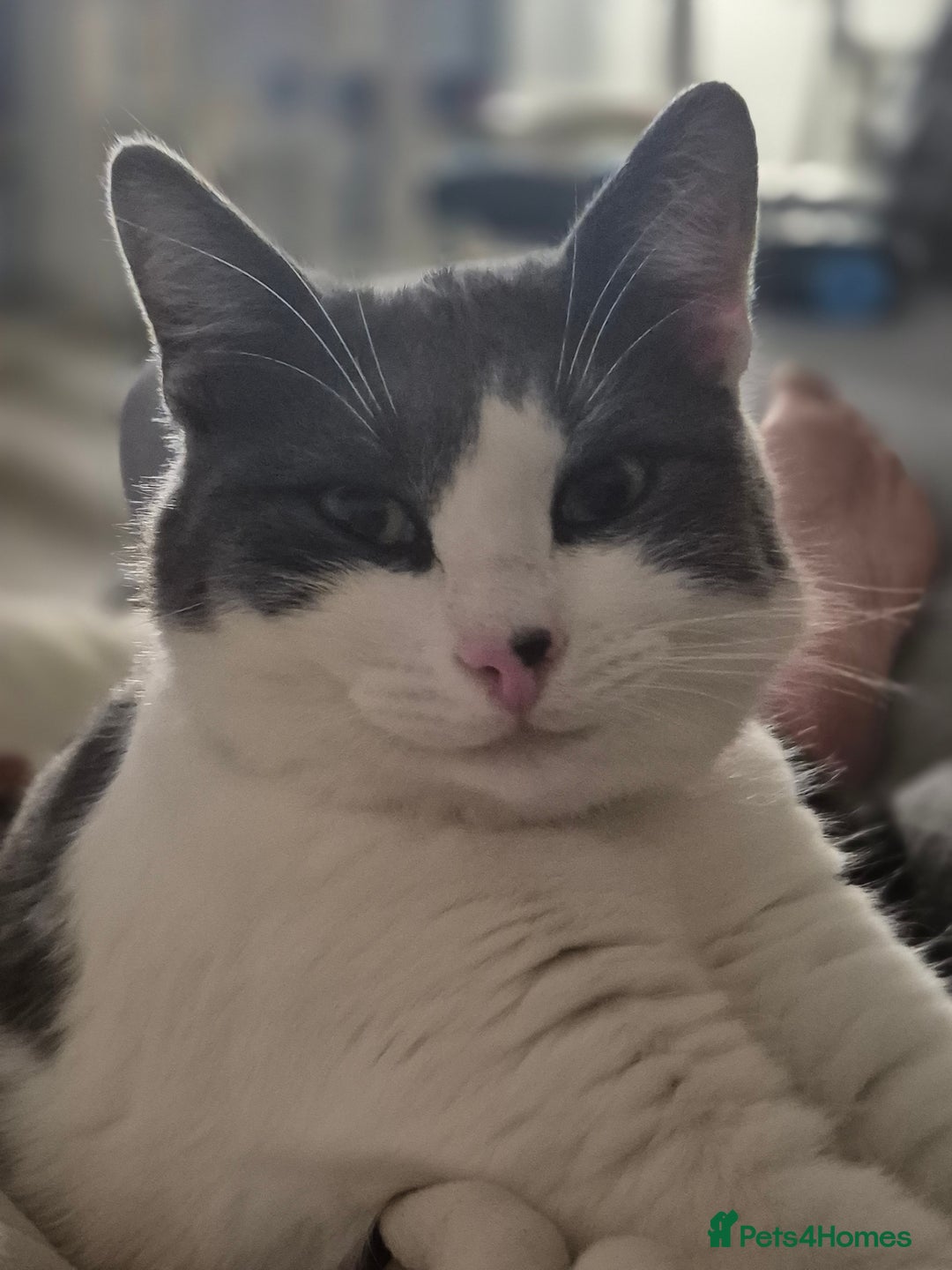 British Shorthair cats for sale: Male kitten Thunder  - Image 4