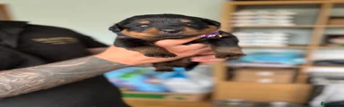 Rottweiler 6