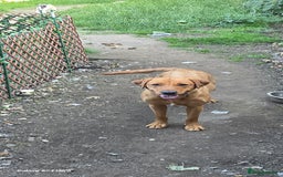 Labrador Retriever dogs for sale: Very loving, loyal fox red labrador for sale - Image 9