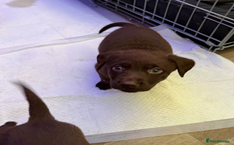 Labrador Retriever dogs - Advert 1