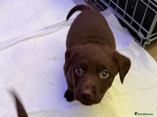 Labrador Retriever dogs - Advert 1