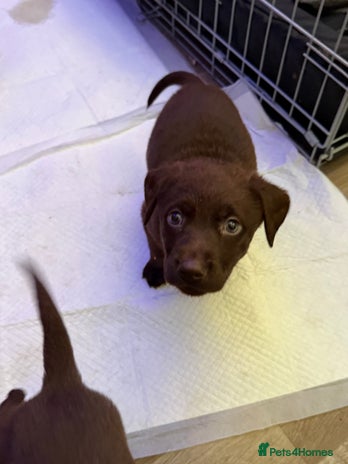 Labrador Retriever dogs - Advert 1