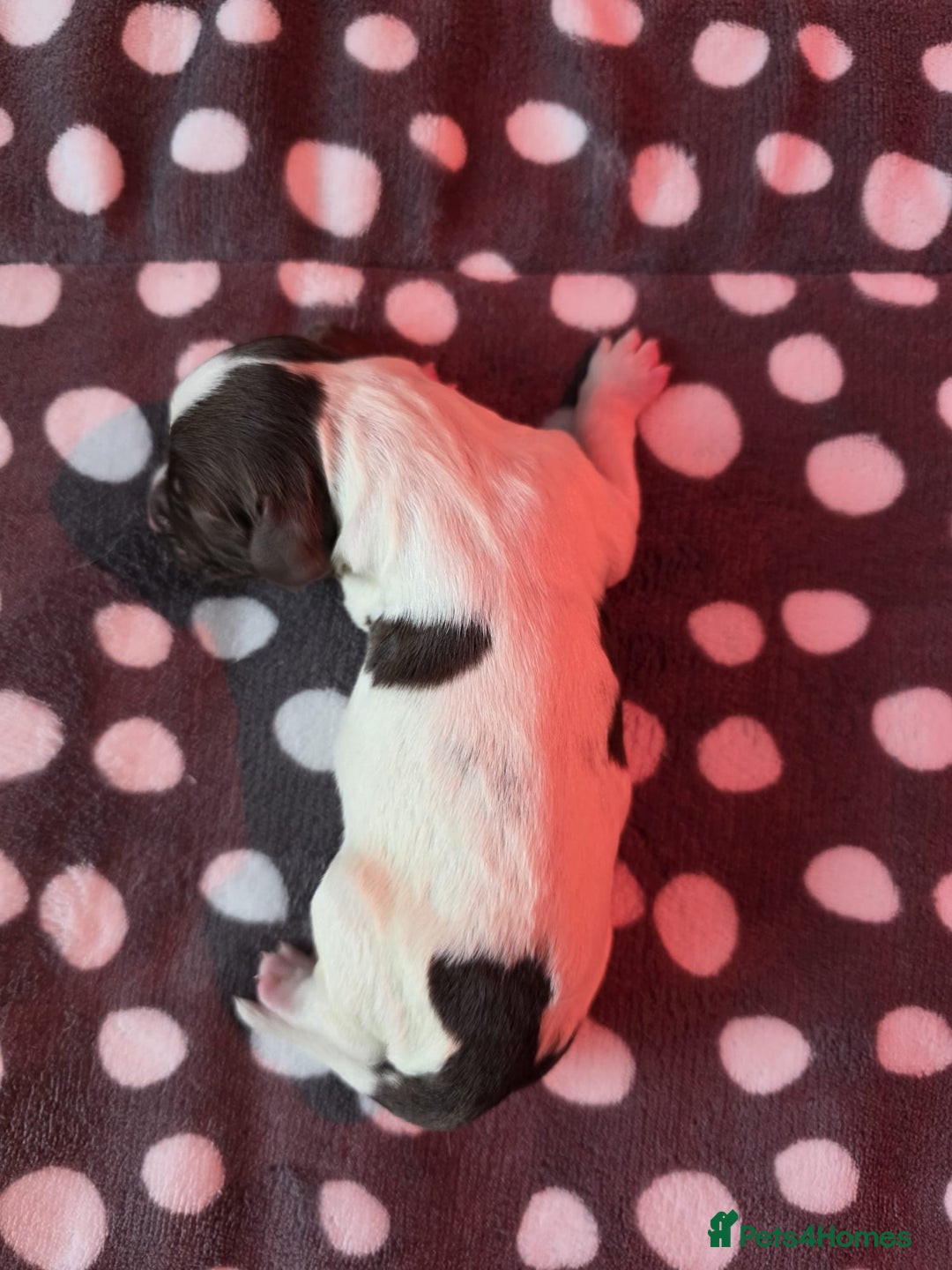 English Springer Spaniel dogs for sale: KC registered English Springer Spaniel puppies - Image 12