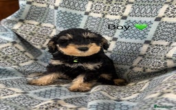 Mixed Breed dogs for sale: F1 MINI SCHNOODLE PUPPIES  - Image 10