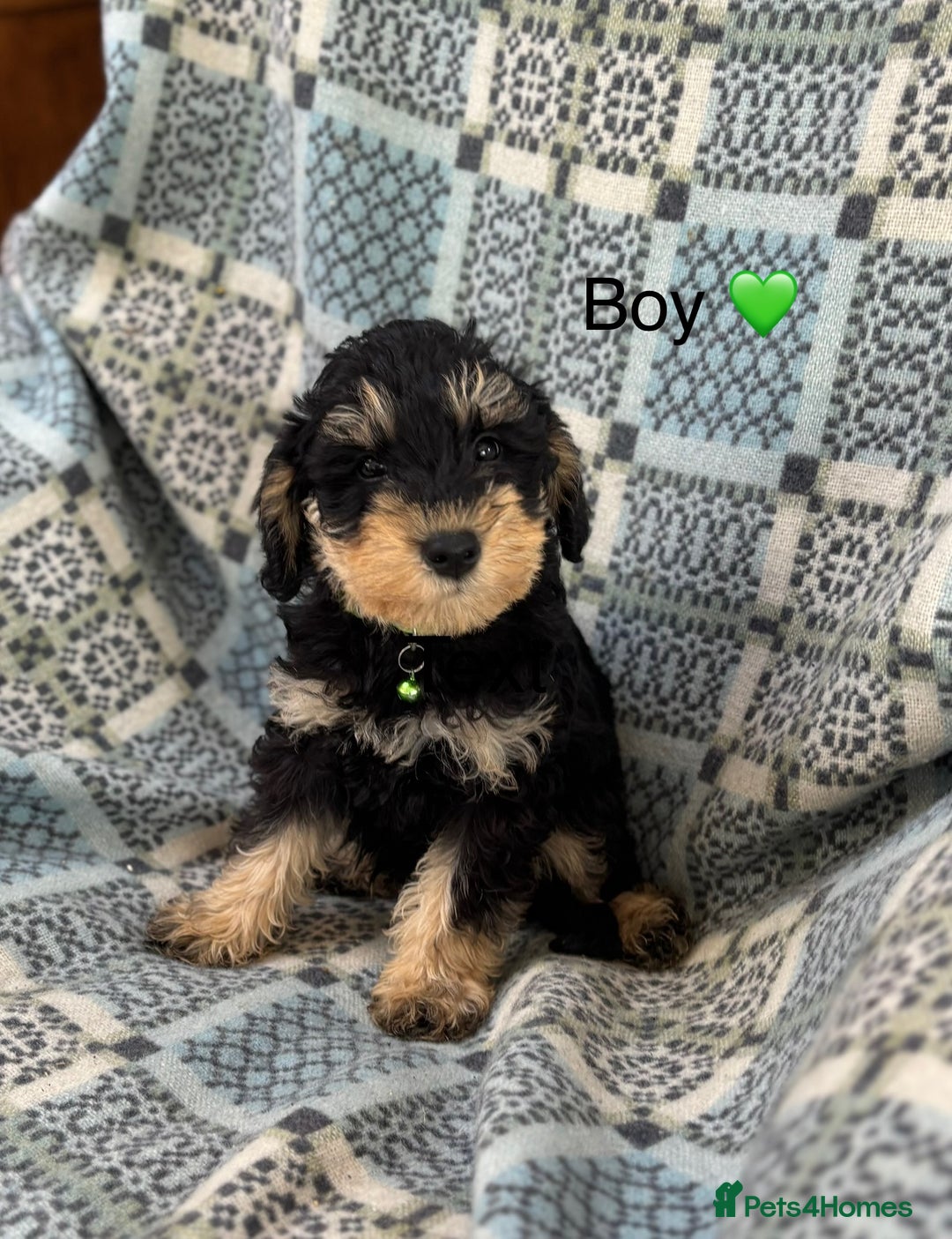 Mixed Breed dogs for sale: F1 MINI SCHNOODLE PUPPIES  - Image 10