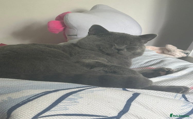 British Shorthair cats - Advert 2