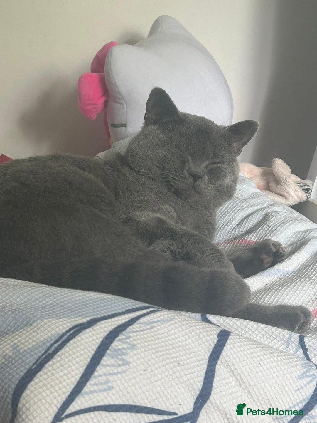 British Shorthair cats for sale: Beautiful British blue boy - Image 1