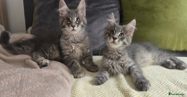 Maine Coon cats - Advert 2