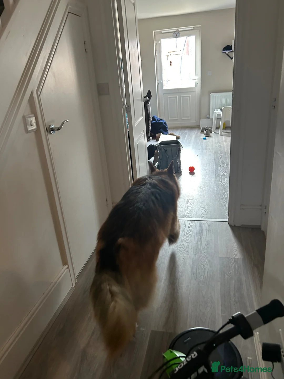 German Shepherd dogs for sale: Maui the Germanshep - Advert 6