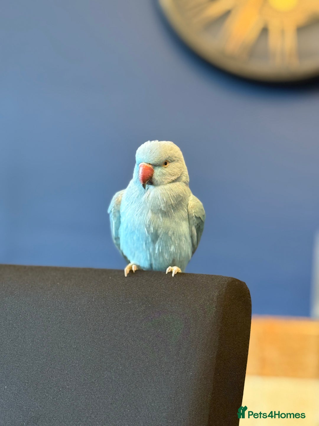 Ringnecks birds for sale: Blue male ringneck rehoming - Advert 1